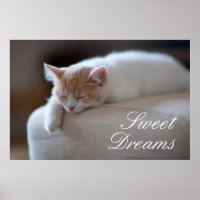Beige Cansado E Gatinho Branco
