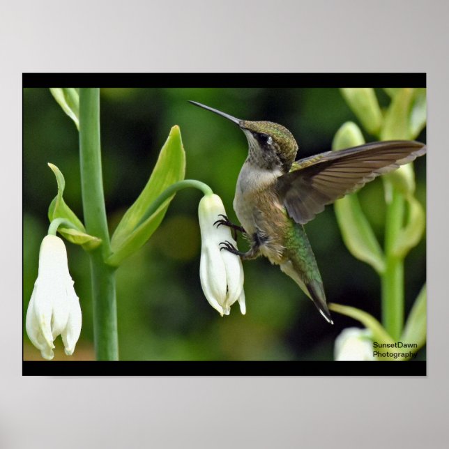 Poster Beija (Frente)