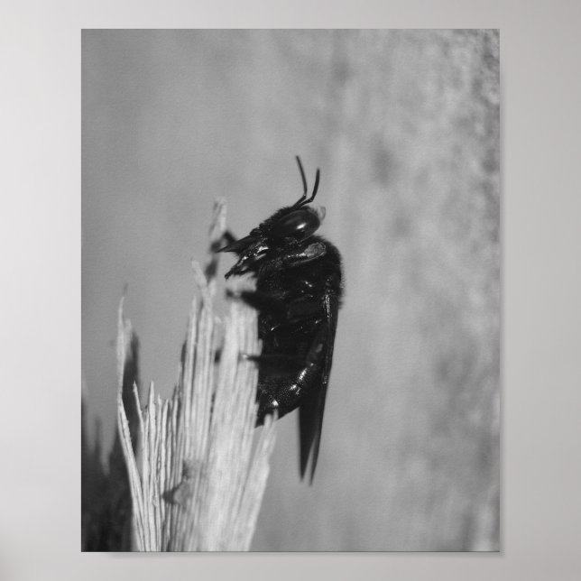 Poster Beija-flor (Frente)