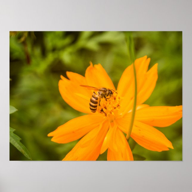 Poster Beija-flor abelha em um Cosmos de Enxofre (Frente)
