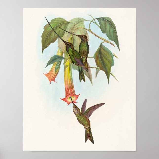 Poster Beija-flor-de-bico-de-espada de John Gould (Frente)