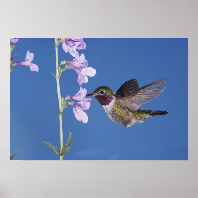 Póster Beija-flor-de-cauda-larga, Selasphorus (Frente)