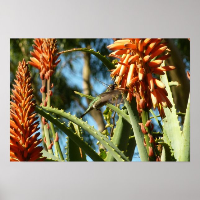 Poster Beija-flor-de-garganta-preta em Voo (Frente)
