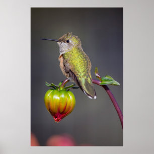 Póster Beija-flor pousa sobre o botão da flor