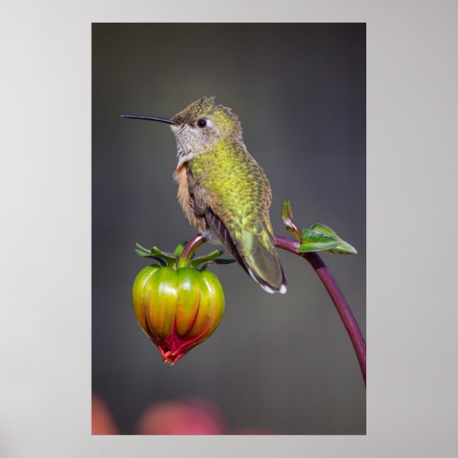 Póster Beija-flor pousa sobre o botão da flor (Frente)