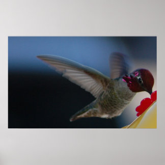 Poster Beija-flor Vista Aproximada ~impressão~