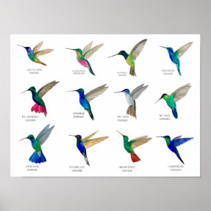 Poster Beija-flores