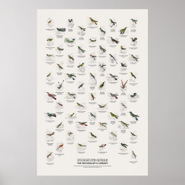 Poster Beija-flores - Biblioteca do Naturalista (Frente)