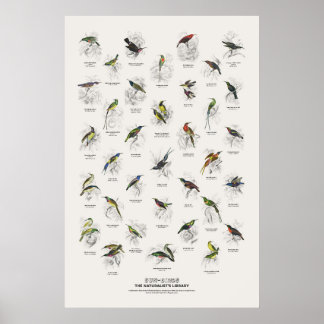 Poster Beija-flores - Biblioteca do Naturalista