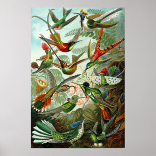 Póster Beija-flores de Ernst Haeckel