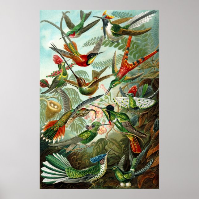 Póster Beija-flores de Ernst Haeckel (Frente)