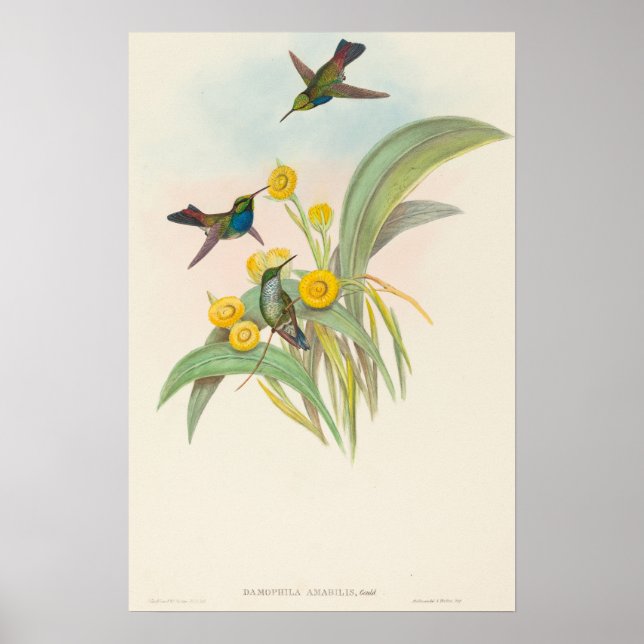 Poster Beija-flores de peito azul por John Gould (Frente)
