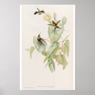 Poster Beija-flores Fofos em Flor de Cacto por John Gould