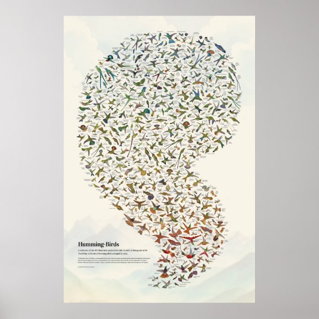 Poster Beija-flores - Luz (Frente)