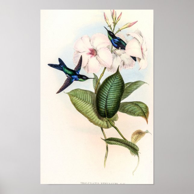 Poster Beija-flores por John Gould (Frente)
