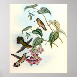 Poster Beija-flores Vintage por John Gould