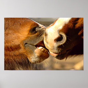 Póster Beijando cavalos