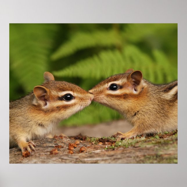 Póster Beijar Bebês Chipmunks (Frente)