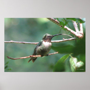 Poster Beijo de Hummer