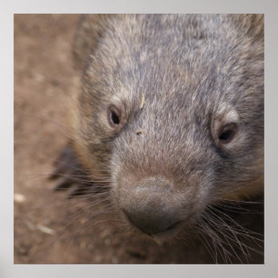 Póster Beijo de Wombat