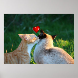 Póster beijo do gatinho