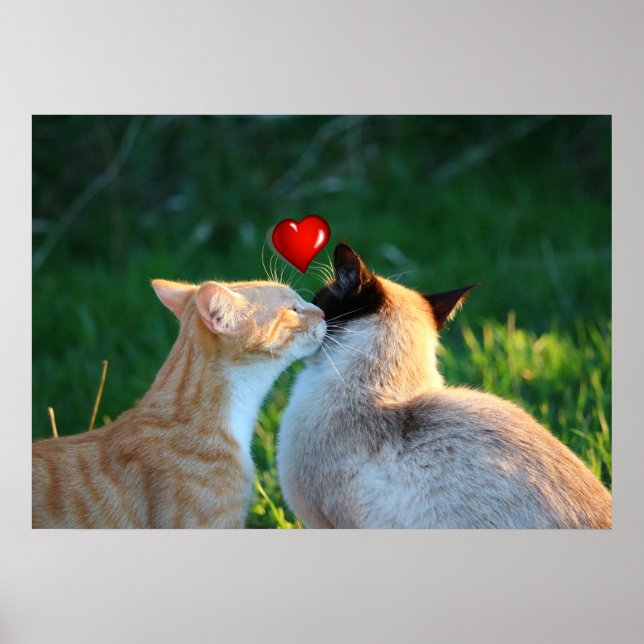 Póster beijo gatinho (Frente)
