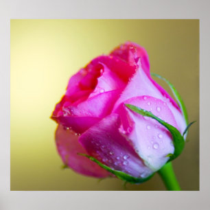 Poster Beijos da gota da chuva da natureza no rosa do