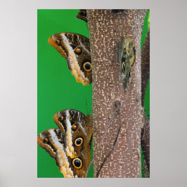 Poster Beijos de Borboleta