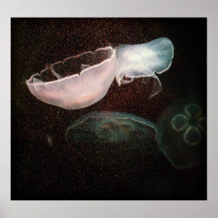 Poster Bela água-viva