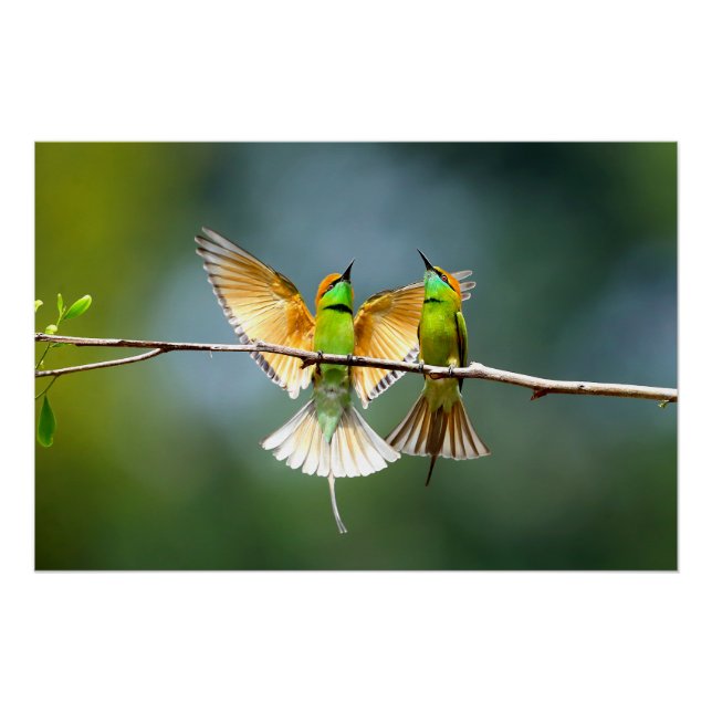 Póster Bela ave Motmot no Branch (Frente)