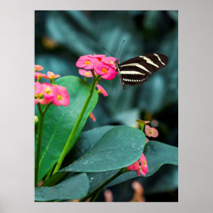 Poster Bela borboleta em uma flor rosa