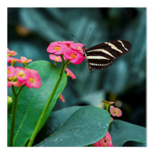Póster Bela borboleta em uma flor rosa