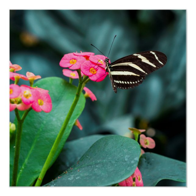Póster Bela borboleta em uma flor rosa (Frente)