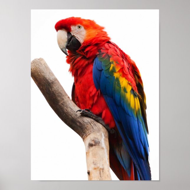 Poster Bela Colorida Macaw Parrot Bird (Frente)