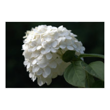 Bela Flor de Hortênsia de Cal Limão Branco