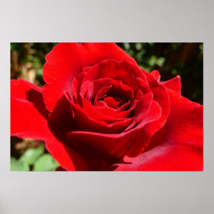 Póster Bela Flor Rosa Vermelha Brilhante