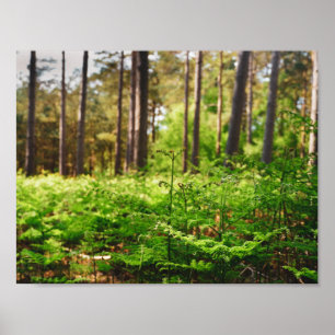 Poster Bela floresta férrea