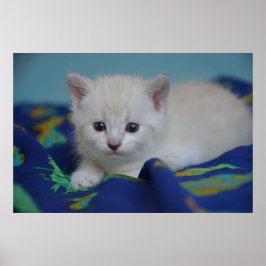 Poster Bela Kitten