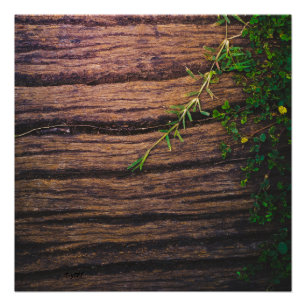 Póster bela madeira velha