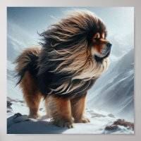bela Mastiff Tibetano