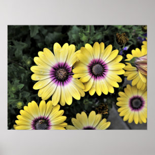 Poster Bela Olhada Azul Margarida Africana Osteospermum P