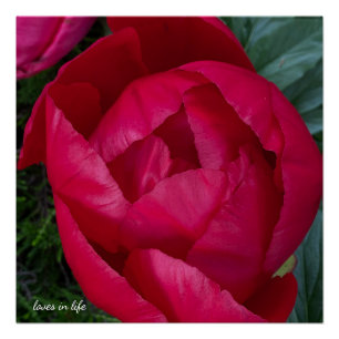 Póster Bela Peônia Vermelha em Flor