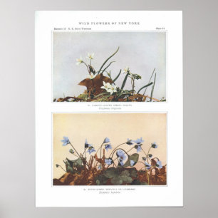 Póster Bela Primavera de folhas estreitas - Claytonia vir