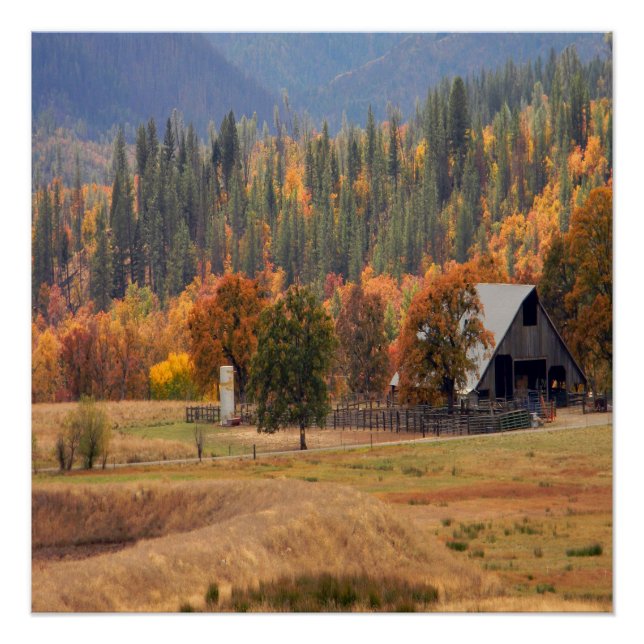 Póster Bela queda em Hayfork, Califórnia... (Frente)
