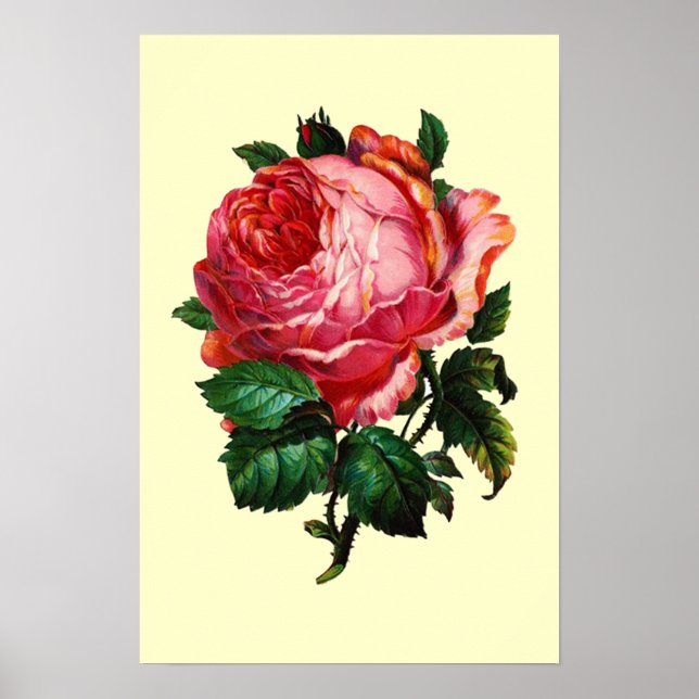 POSTER BELA ROSA PINK (Frente)