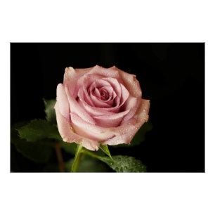 Póster bela rosa rosa