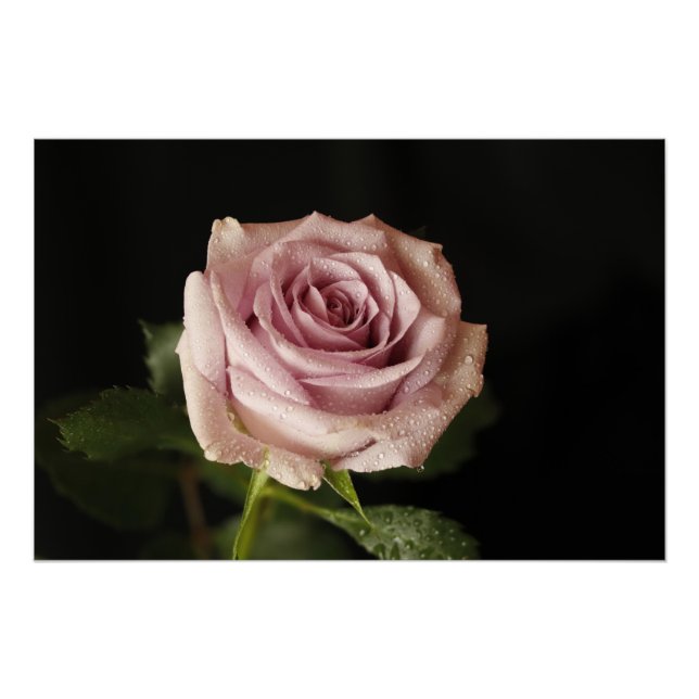 Póster bela rosa rosa (Frente)