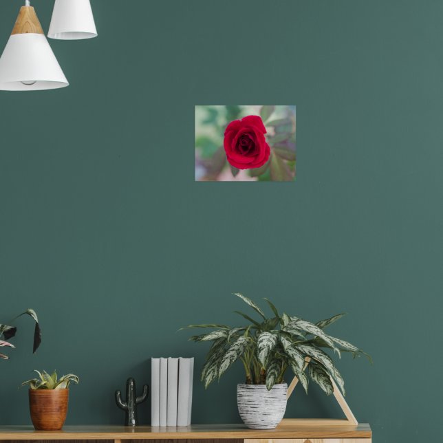 Poster Bela Rosa Vermelha (Sala de Estar 1)