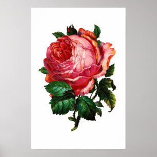 POSTER BELA ROSE PINK