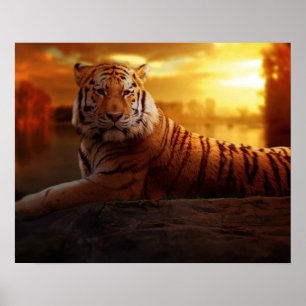 Poster Bela Tigre